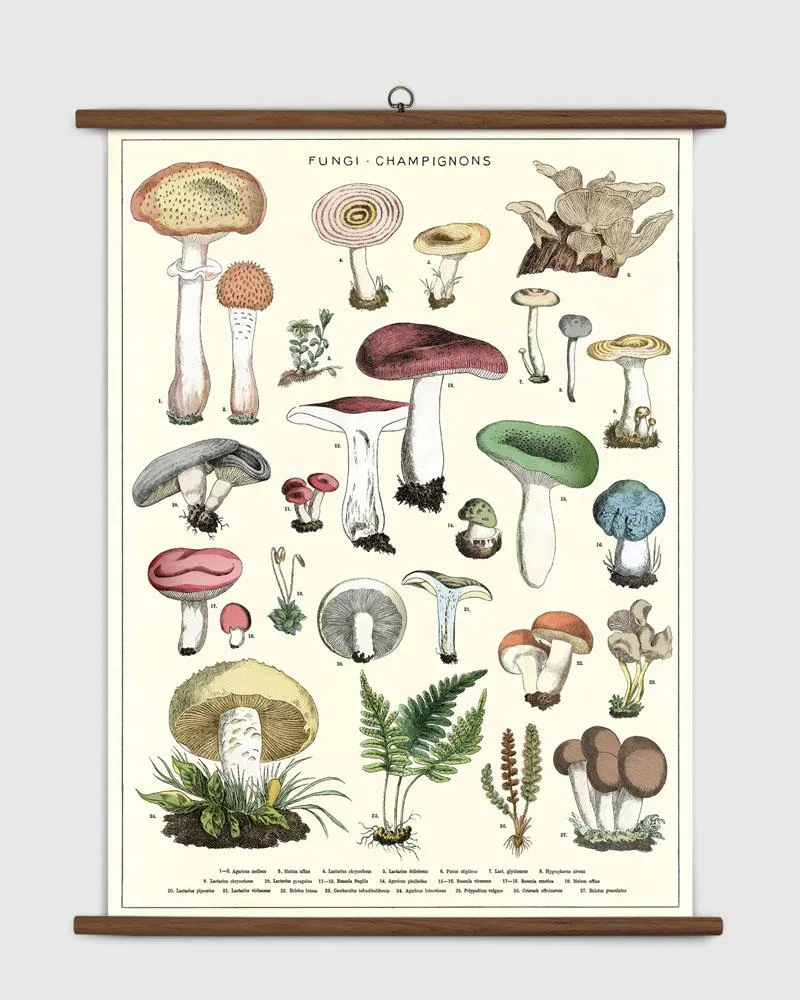 Mushroom Vintage School Chart